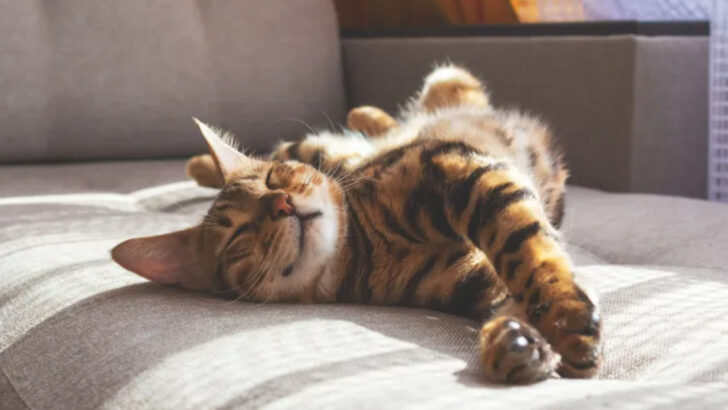 Why Do Cats Purr? 14 Fascinating Insights Into Their Secret Language