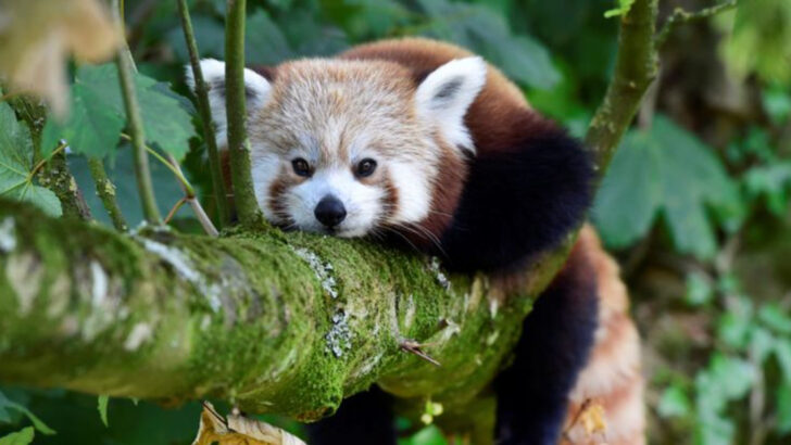 Why Red Pandas Are Vanishing Fast—and What’s Being Done to Save Them