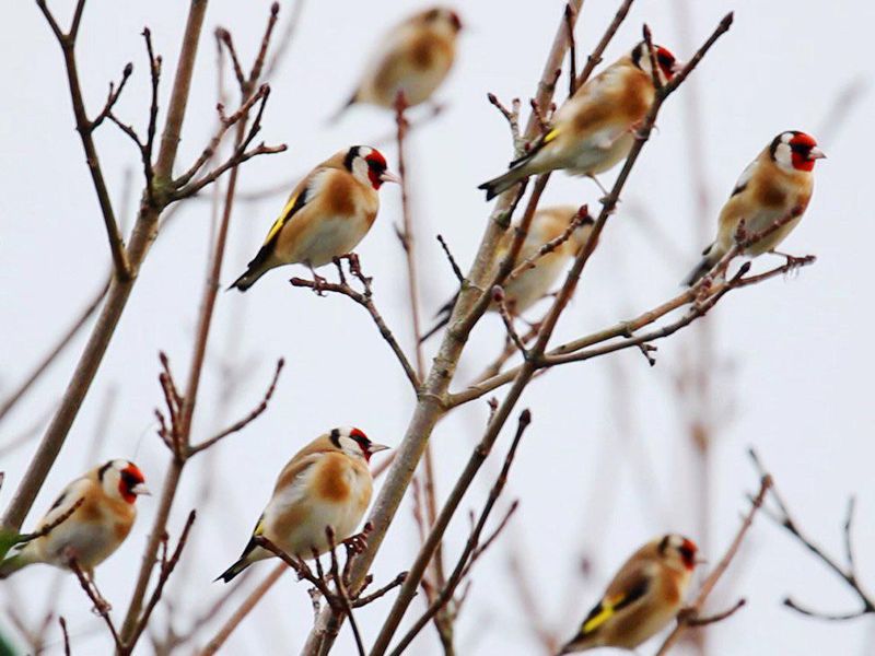 European Goldfinch