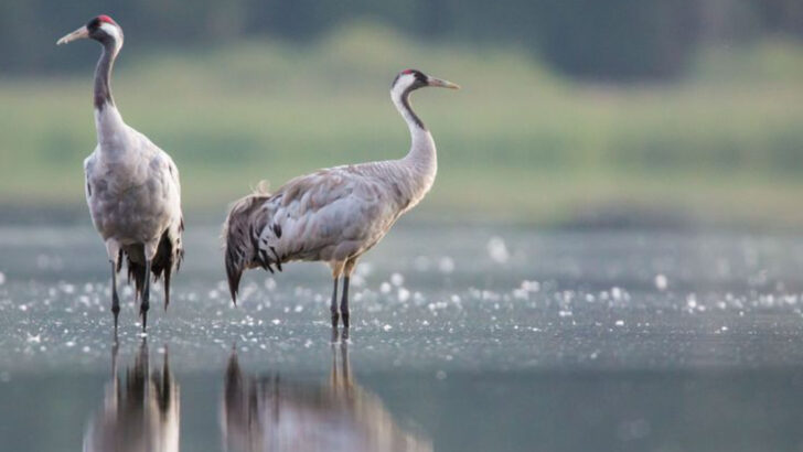 Why Some Birds Flock and Others Don’t: 12 Social vs. 8 Solitary Species