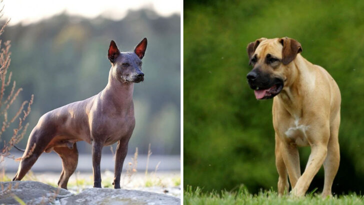 Why These 23 Dog Breeds Aren’t Cut Out for Typical Pet Life