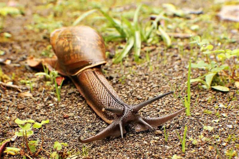 Rosy Wolf Snail