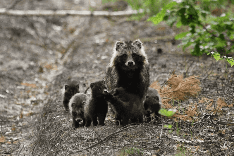 Raccoon Dog