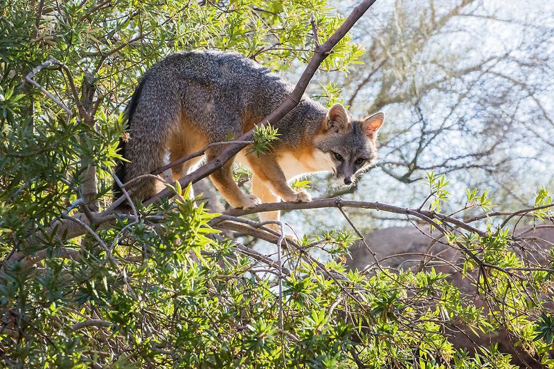 The Cunning Gray Fox