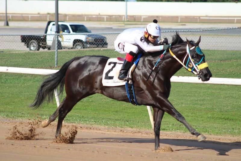 American Quarter Horse