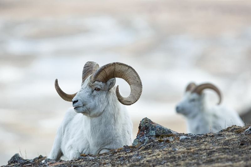 Dall Sheep