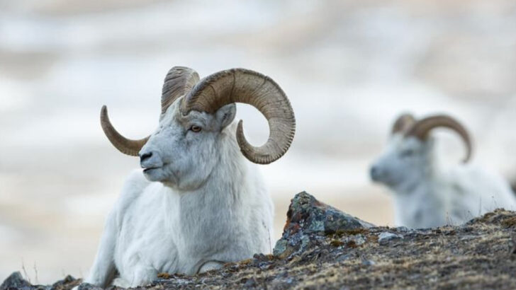 Wildlife Wonders: 15 Animals to Spot in Wrangell–St. Elias National Park and Preserve