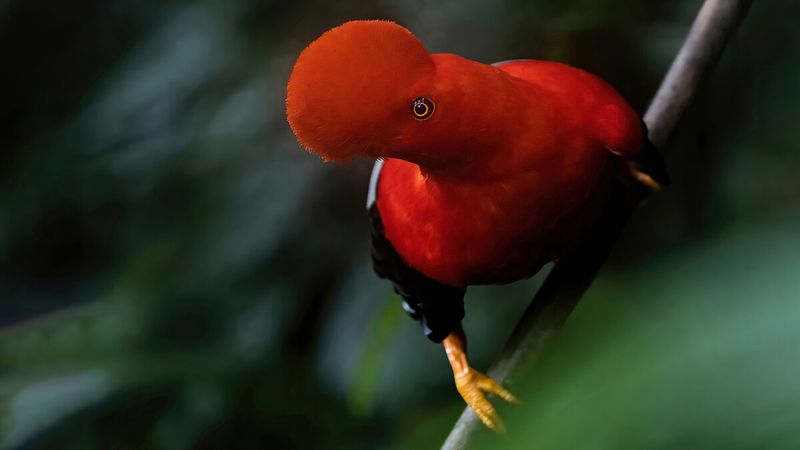 Andean Cock-of-the-rock