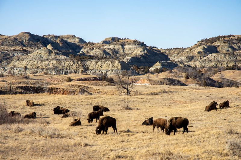 Theodore Roosevelt National Park