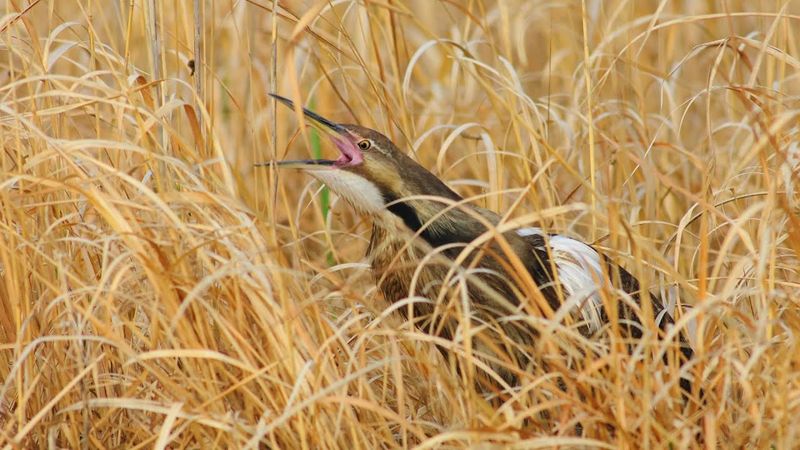 Bittern