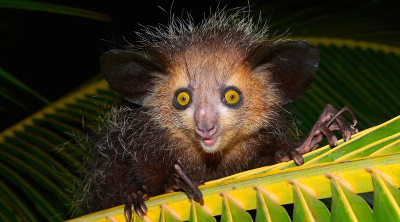 Aye-aye