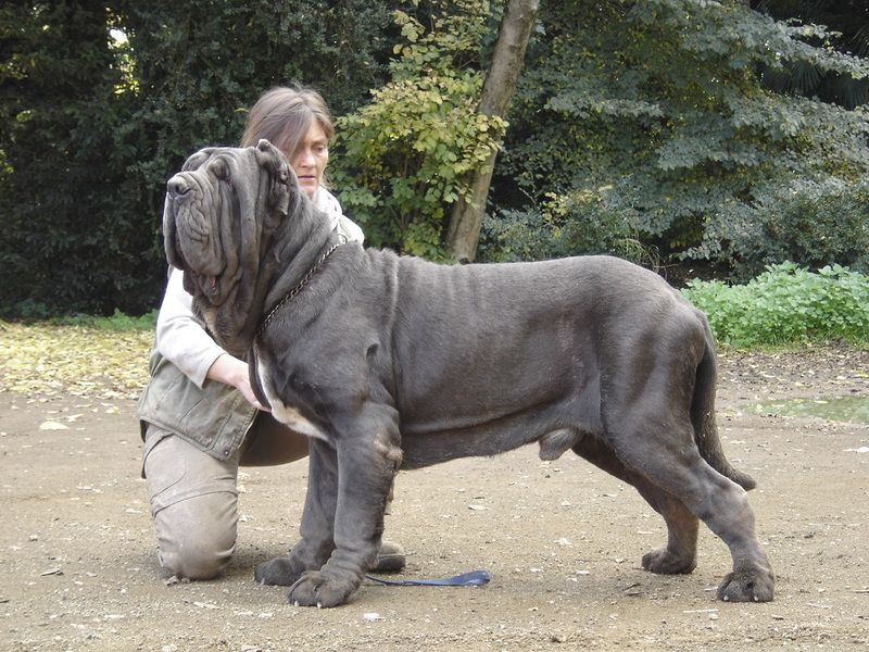Neapolitan Mastiff