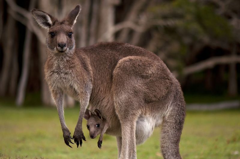 Kangaroo Mothers