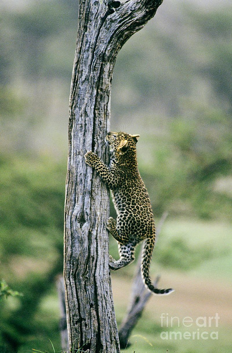 Leopard Cub