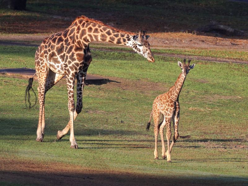 Baby Giraffe