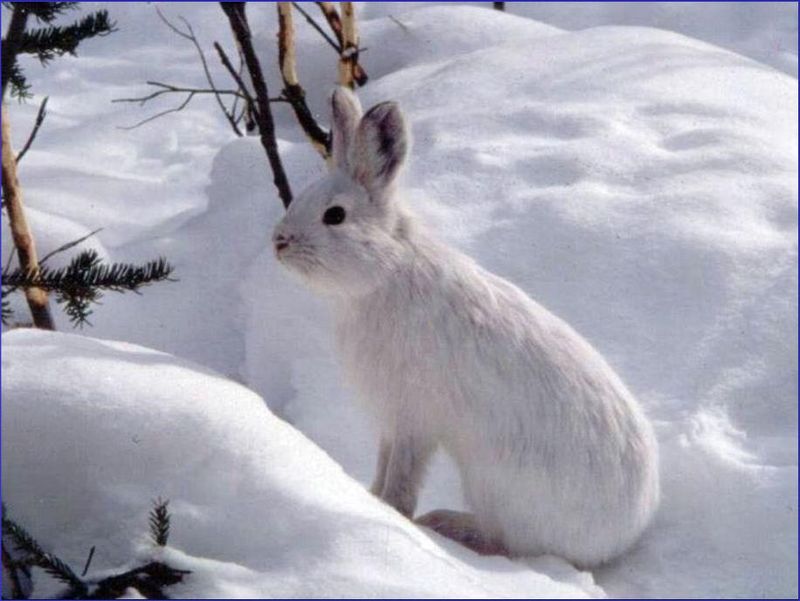 Snowshoe Hare