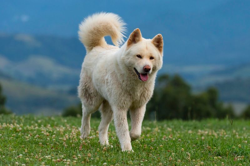 Akita Inu