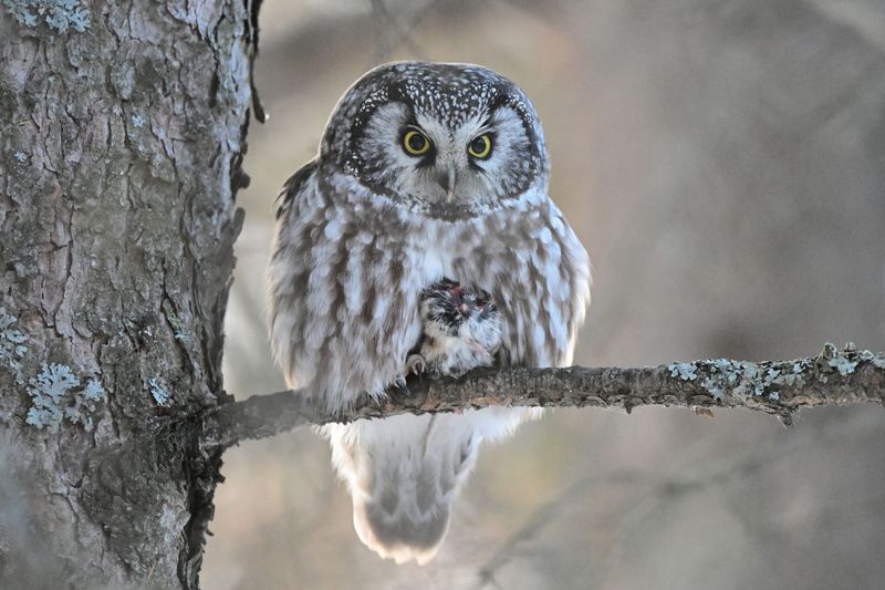 Boreal Owl