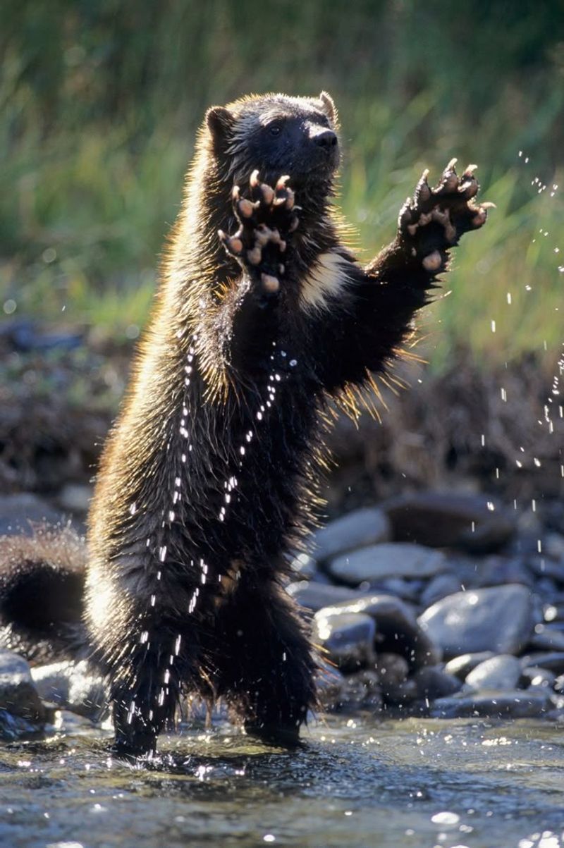 Wolverine's Agile Movements