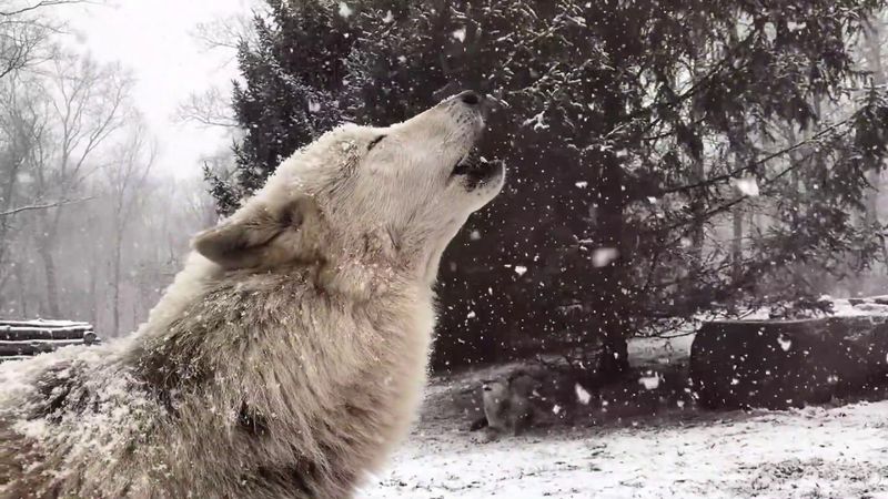 Wolf