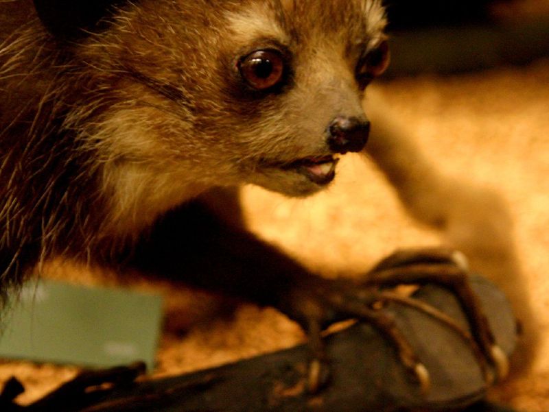 Aye-Aye