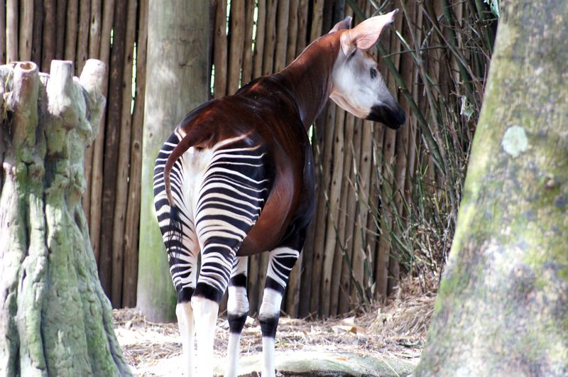 Okapi