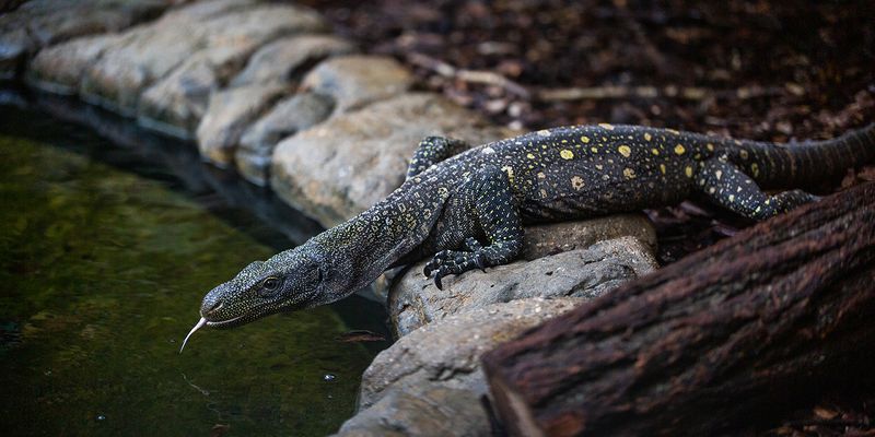 Crocodile Monitor