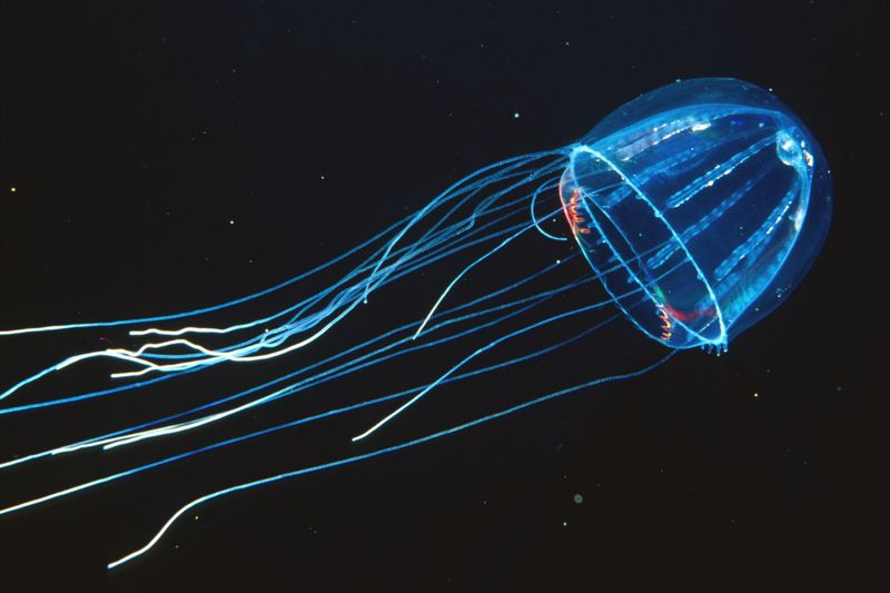 Jellyfish