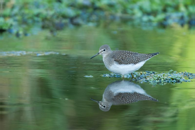 Solitary Sandpiper