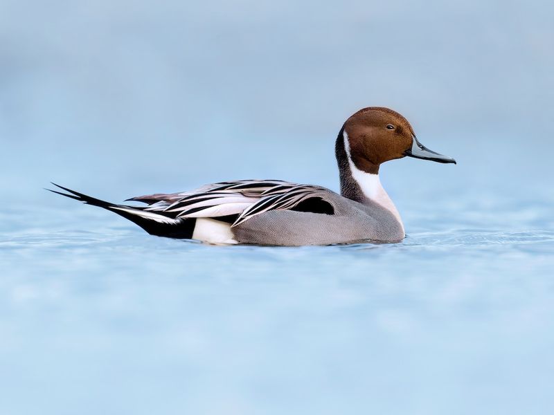 Northern Pintail