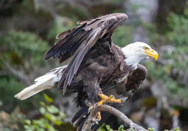 Bald Eagle