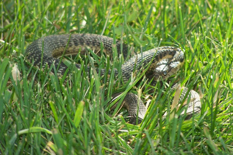 Snakes