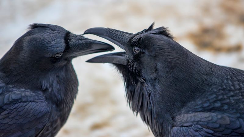 Crows