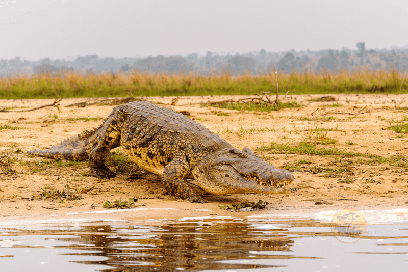 Crocodiles