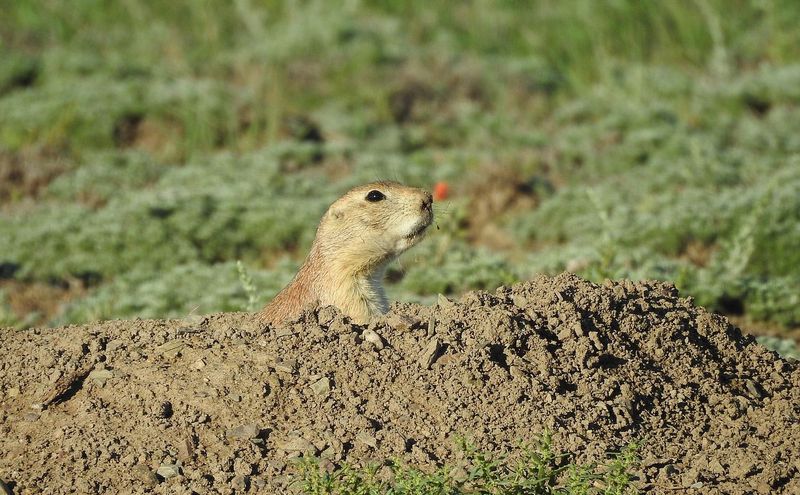 Prairie Dog