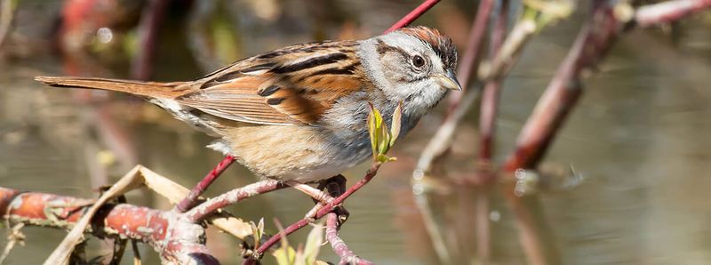Swamp Sparrow