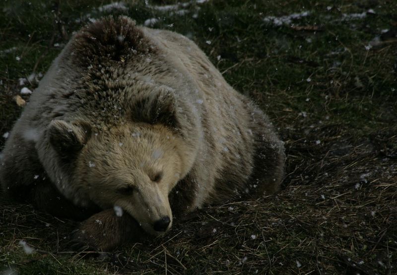 Bear