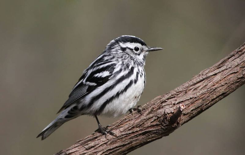 Black-and-white Warbler