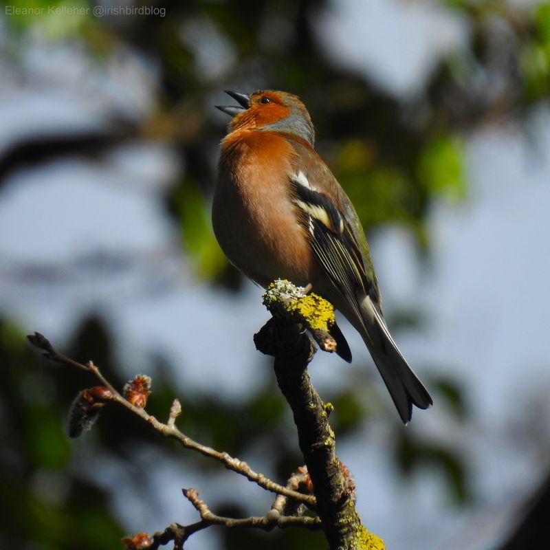 Chaffinch