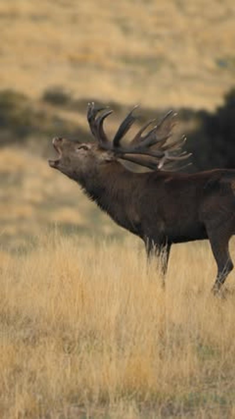 Stag-Moose