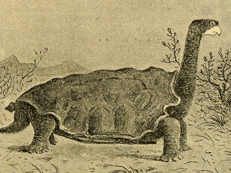 Galápagos Tortoise