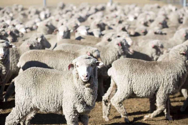 The Wool's Fineness
