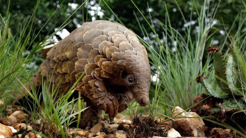 Chinese Pangolin
