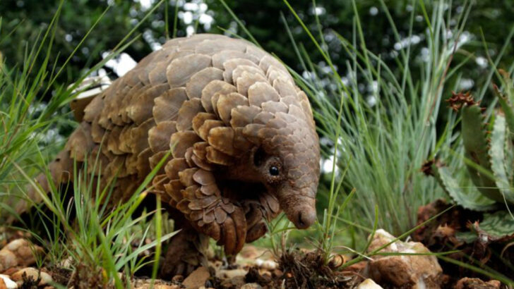 World’s Most Trafficked Mammal Is Finally Getting U.S. Protection