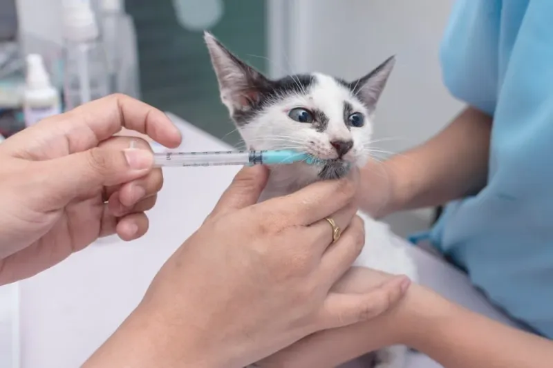 Veterinary Check-ups Importance