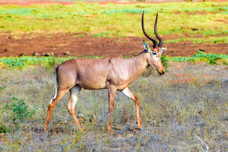 Hirola