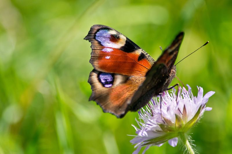 Peacock Butterflies