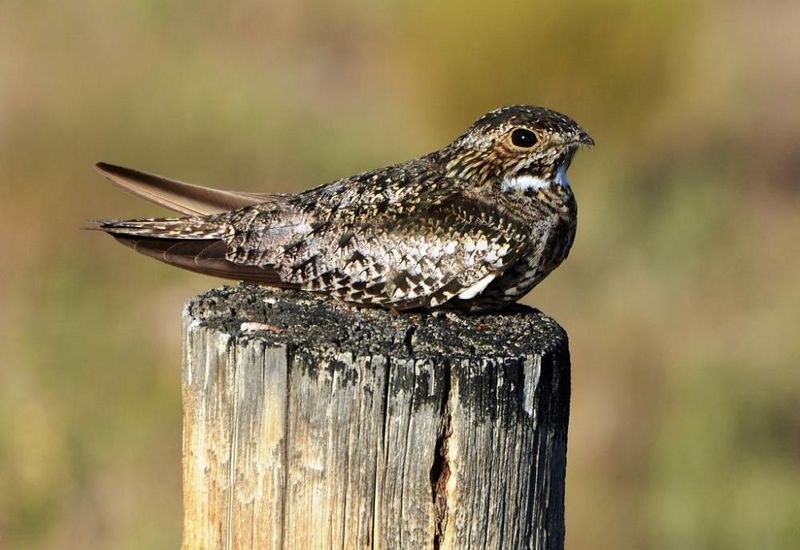 Common Nighthawk