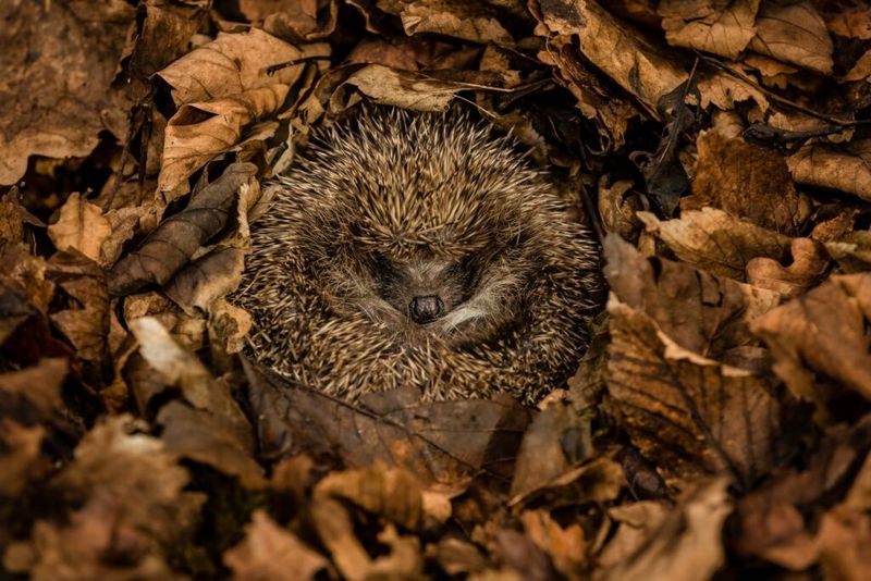 European Hedgehog