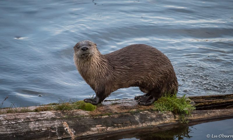 River Otter